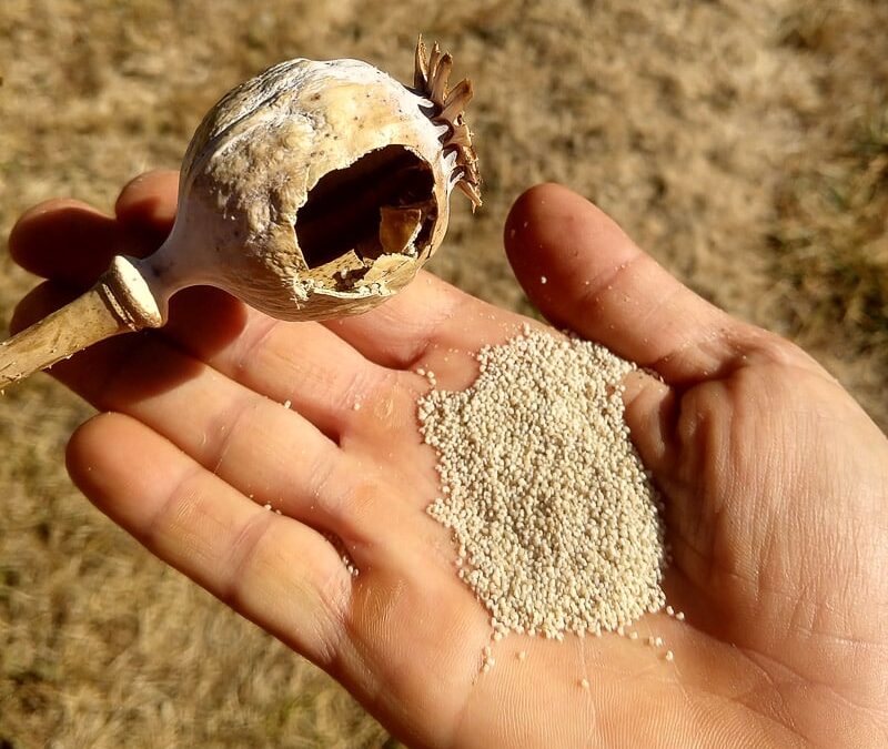 Poppy Seeds and Sleep: The Sedative Properties That May Improve Sleep Quality